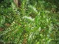 Holly Leaf Fern / Cyrtomium falcatum